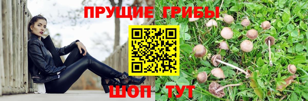 Псилоцибиновые грибы Psilocybine cubensis Магнитогорск